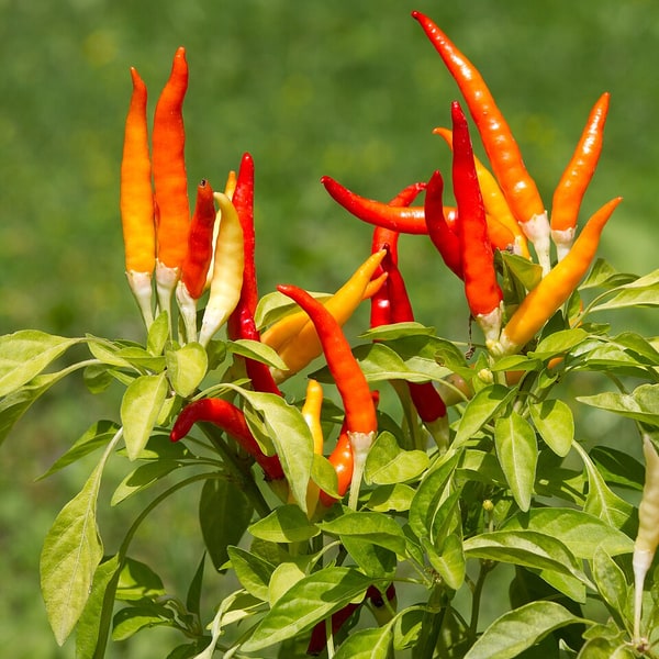 Red Bell Pepper