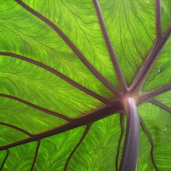 Colocasia Arbi