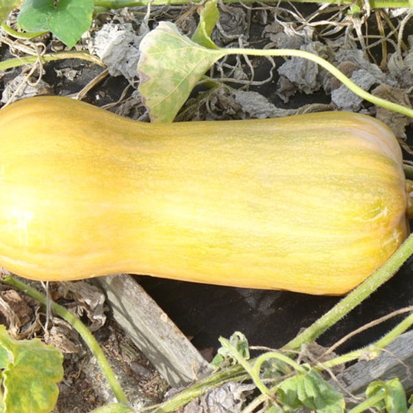 Butternut Squash