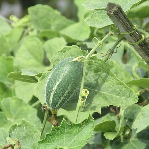 Pointed Gourd Parwal