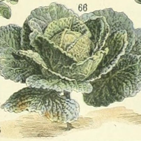 Savoy Cabbage