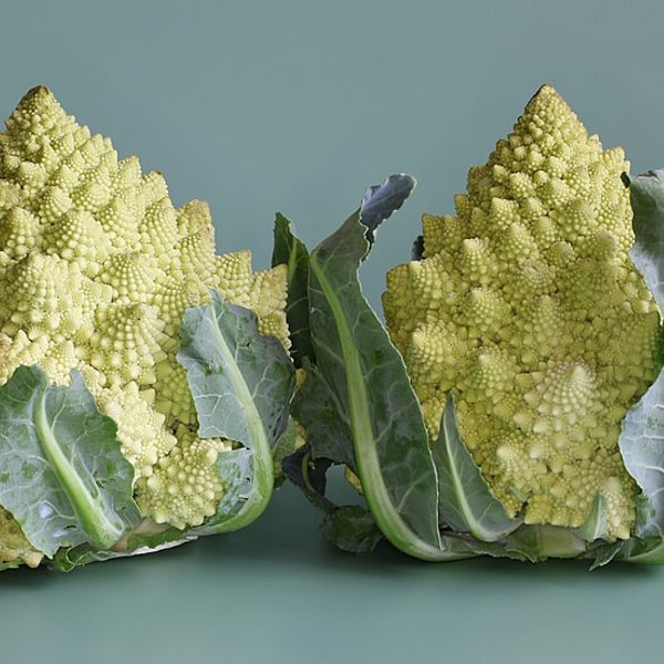 Broccolini