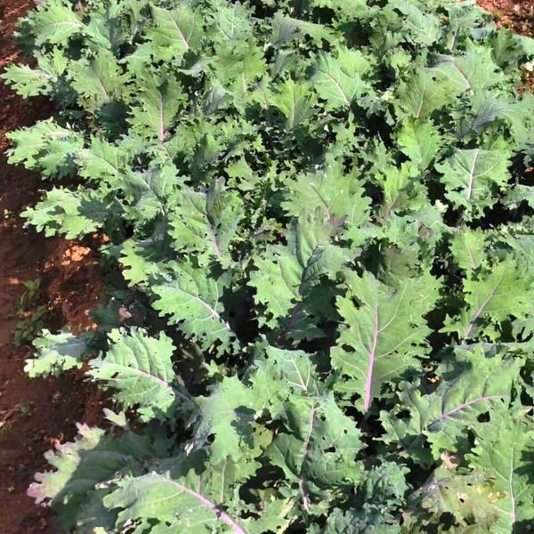 Gai Lan Chinese Broccoli