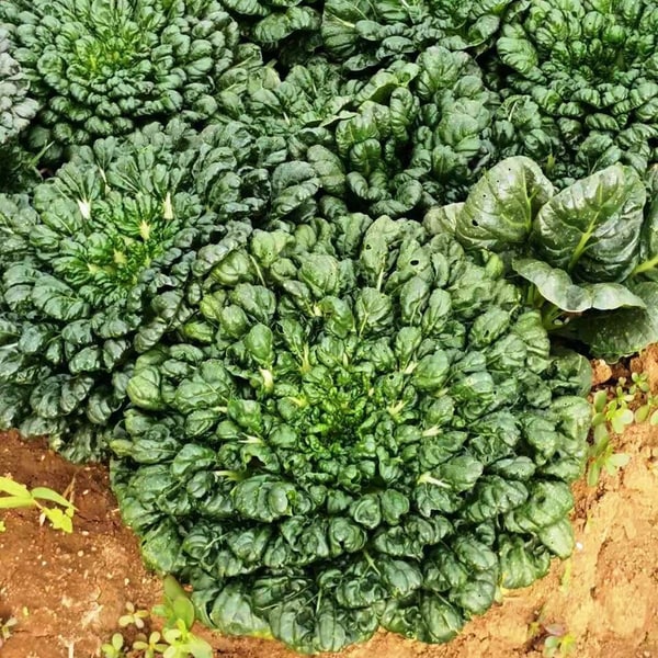 Tatsoi