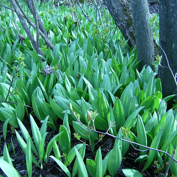Ramps Wild Leek