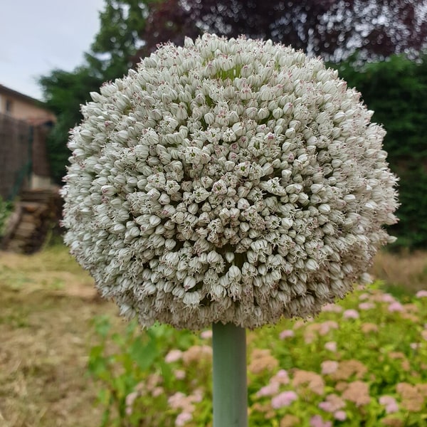 Baby Leek