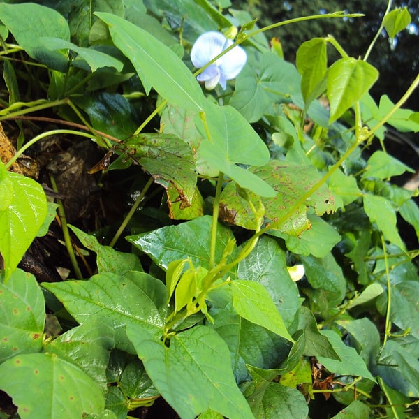 Winged Bean