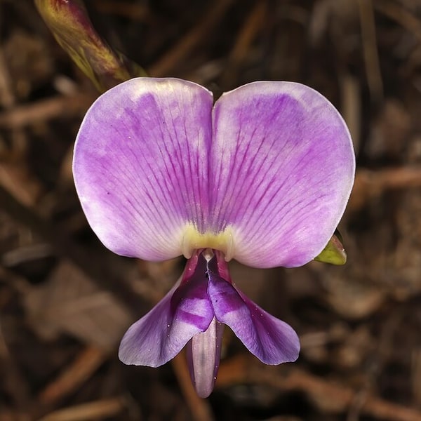 Hyacinth Bean