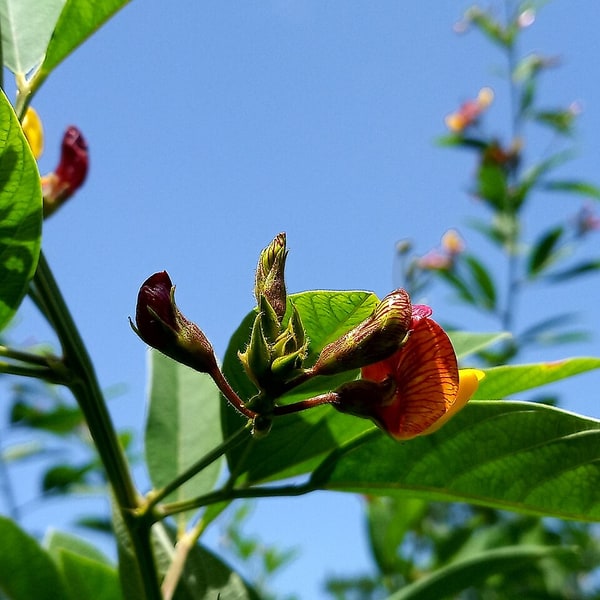Arhar Dal Pods