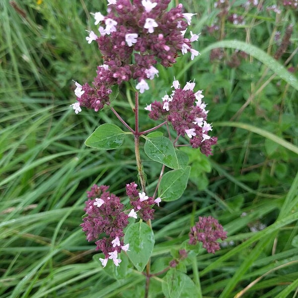 Oregano Bunch