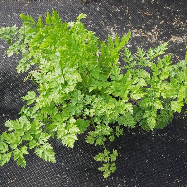Chervil