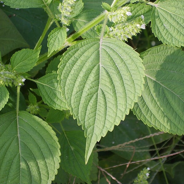 Perilla Shiso