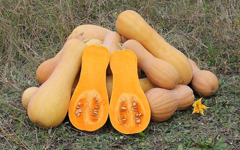 Squash & Gourd Patch