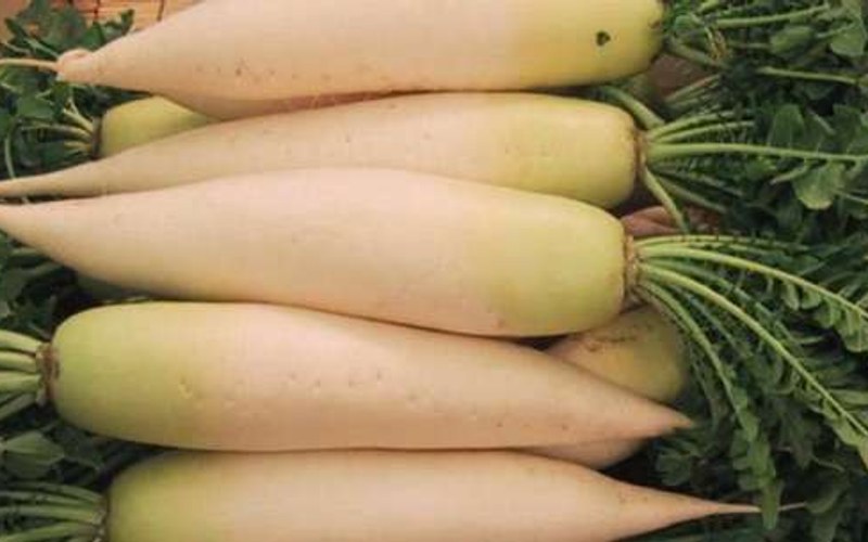 Underground Harvest